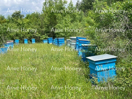 Blue Beehives