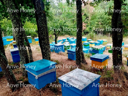 Forest Beehives