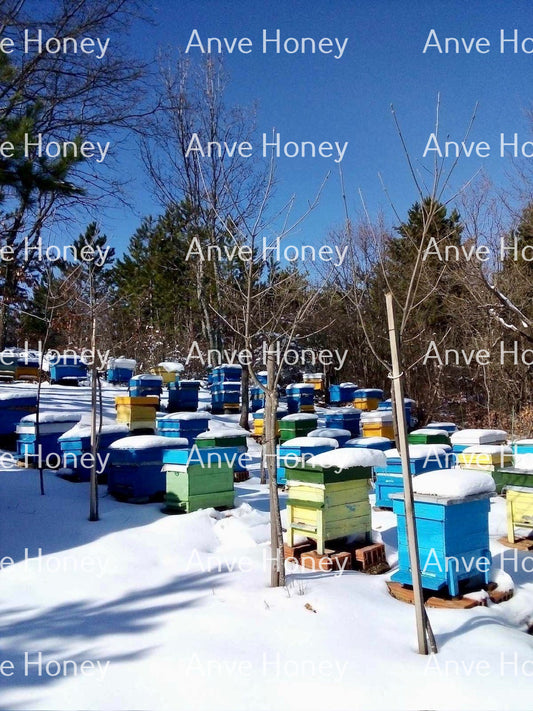 Snowy Beehives