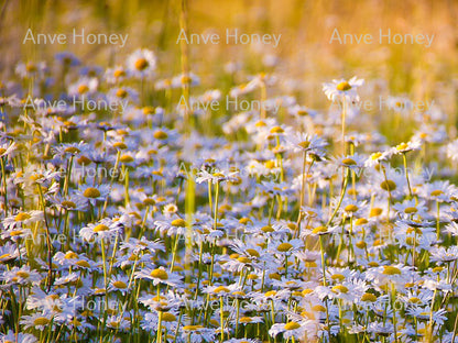 100% Real Chamomile Flowers Dried Natural Organic Wild Tea. Brand New Harvest.